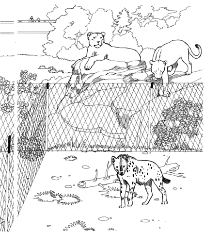 Spotted Hyena And Lionesses In A Zoo Coloring Page